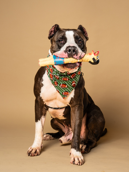 Rick Sanchez, an adoptable dog