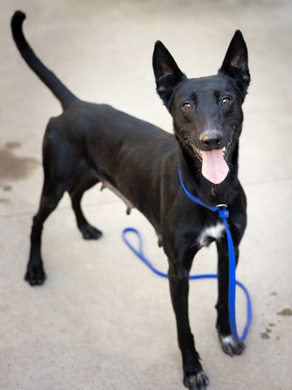 Sweet Potato, an adoptable dog in DeKalb County.