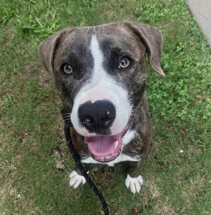 Agostino Rocchi, an adoptable dog