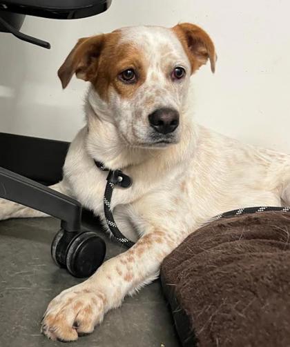Bingo, an adoptable dog