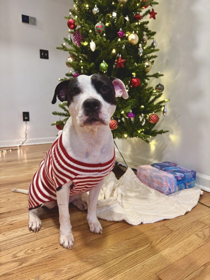 Treasure, an adoptable dog