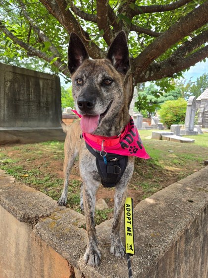 Prissy, an adoptable dog