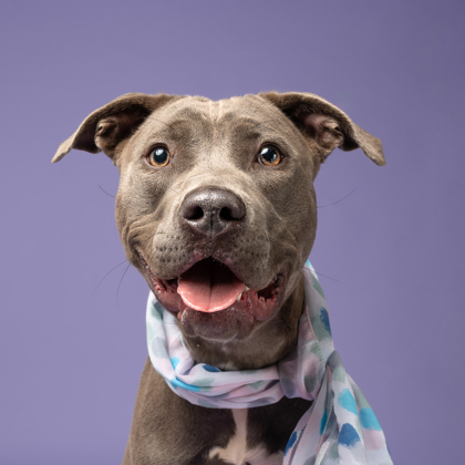 Chappell, an adoptable dog