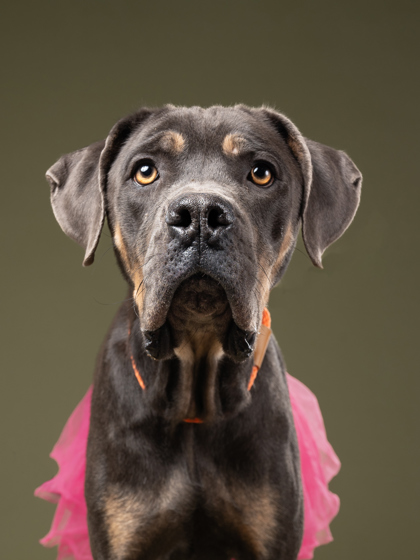 Stormee, an adoptable dog