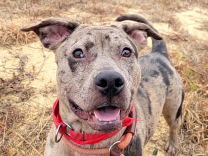 Tiny, an adoptable dog