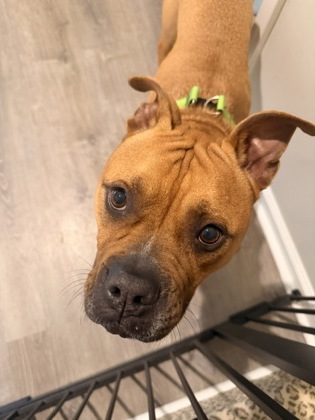 Miles Davis, an adoptable dog