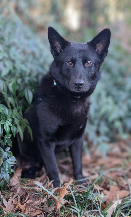 Mystic, an adoptable dog