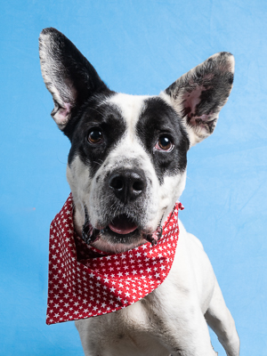 Dean, an adoptable dog