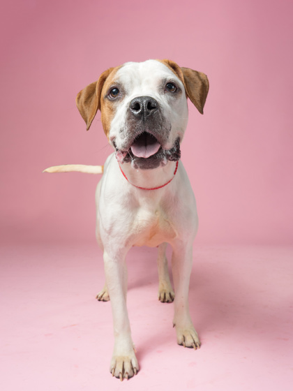 Wanda, an adoptable dog