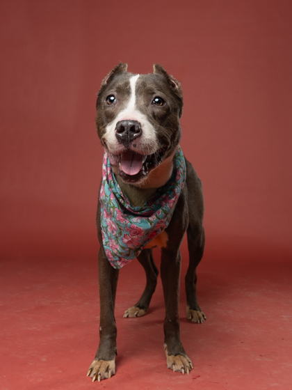 Nanny May, an adoptable dog
