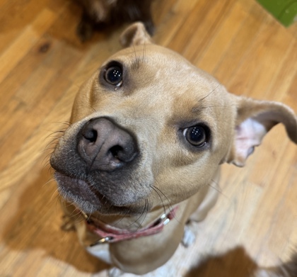 Skylar, an adoptable dog