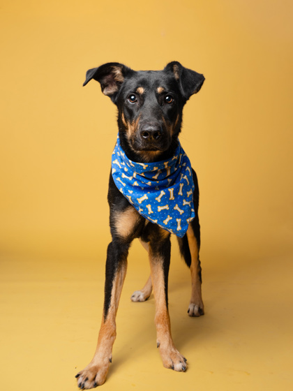 Denver, an adoptable dog