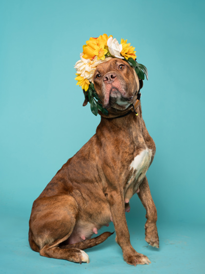 Corn Syrup, an adoptable dog