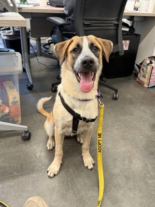 Liza Minnelli, an adoptable dog