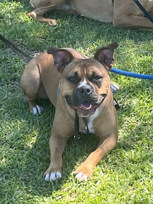 Spanky, an adoptable dog