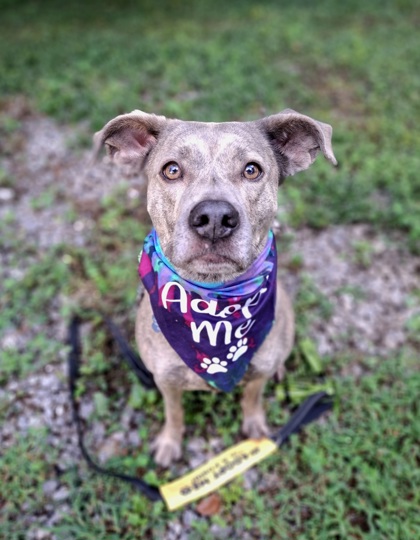 Pear, an adoptable dog