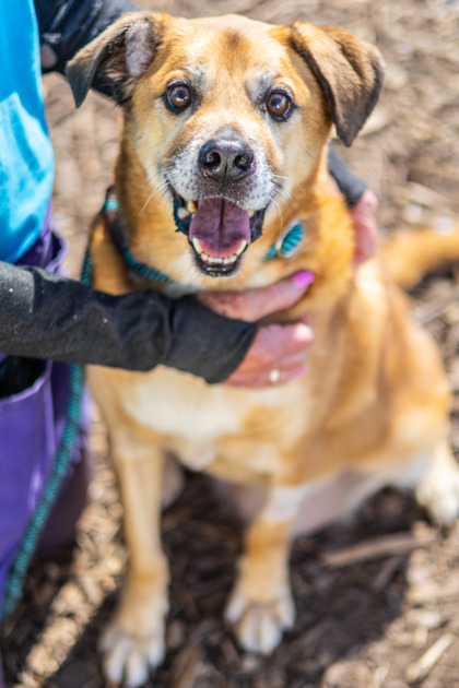 Steadham, an adoptable dog in DeKalb County.