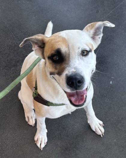 Angel, an adoptable dog