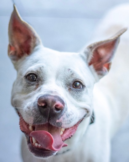 Jantavia, an adoptable dog